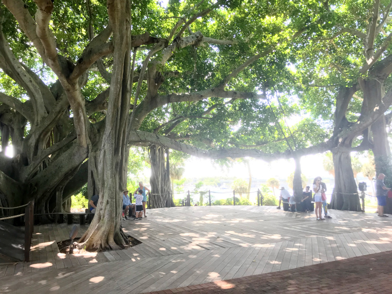 Banyan grove