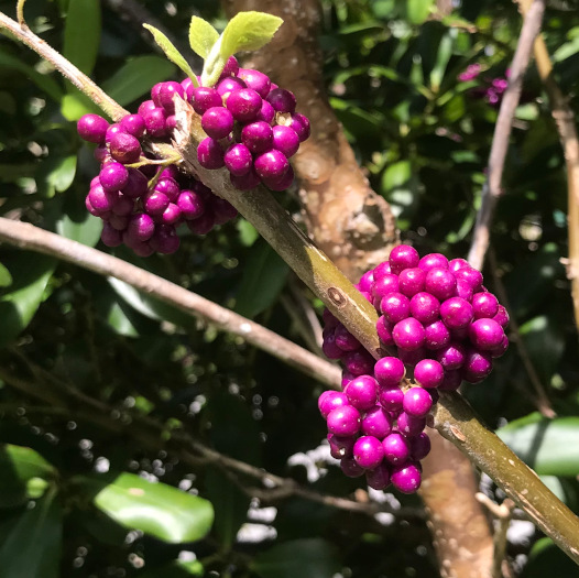 Beautyberry